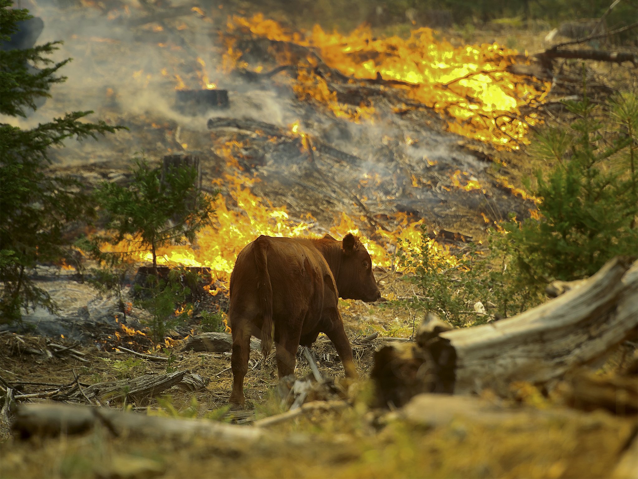 Effect of Disasters on Animal Life/ Threat of Disasters for Animal Life
