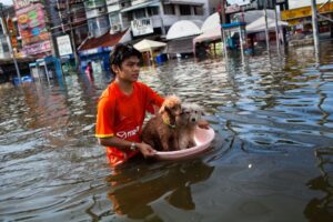 Displacement of habitat of the domestic animals
